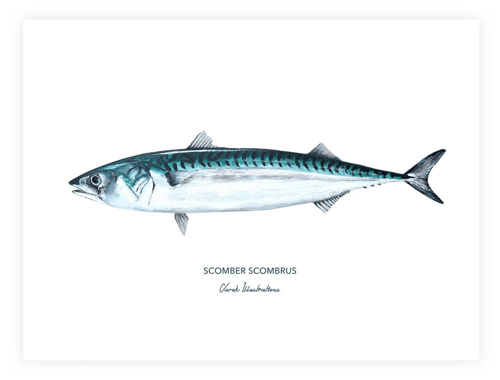 Poster - Mackerel poster - Reproduction on art paper - VAREK ILLUSTRATIONS