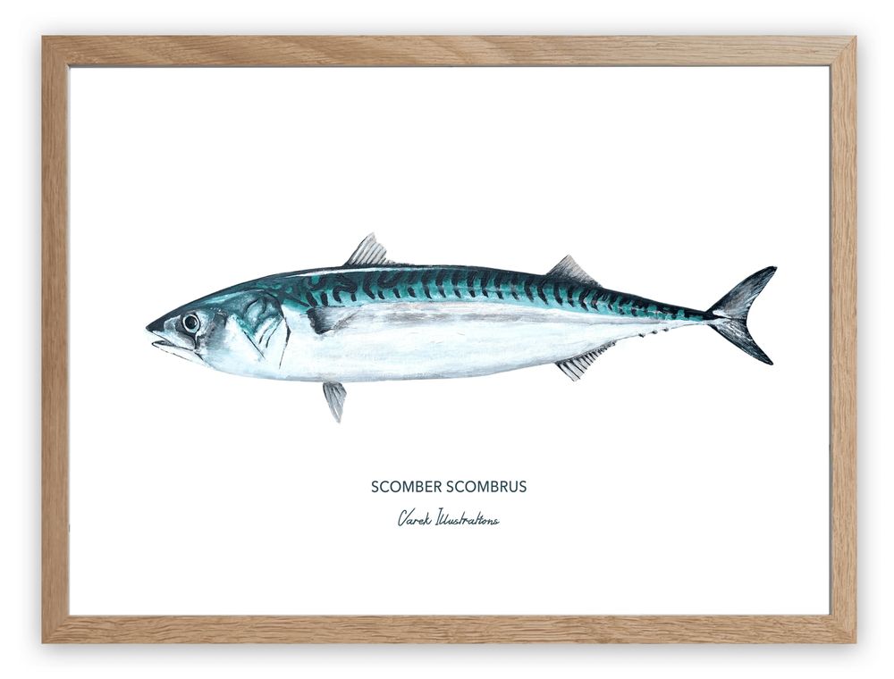 Poster - Mackerel poster - Reproduction on art paper - VAREK ILLUSTRATIONS