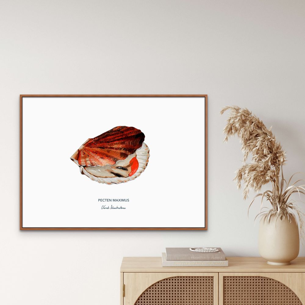Poster - La Coquille Saint Jacques poster - Reproduction on art paper - VAREK ILLUSTRATIONS