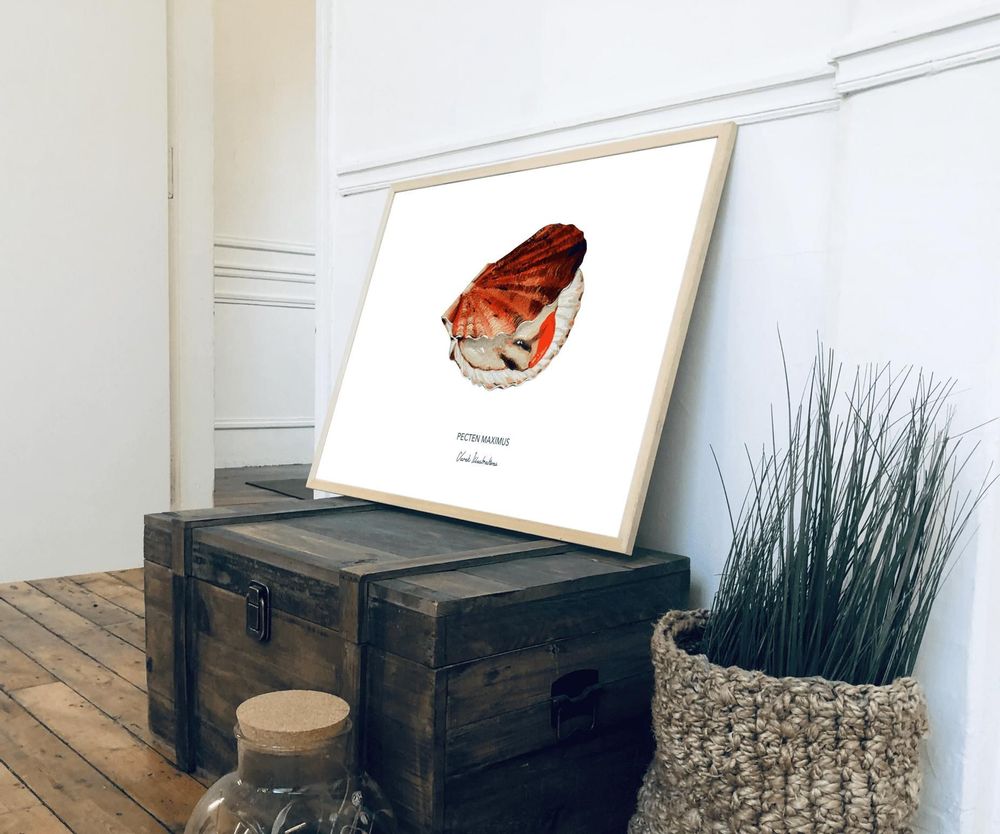 Poster - La Coquille Saint Jacques poster - Reproduction on art paper - VAREK ILLUSTRATIONS