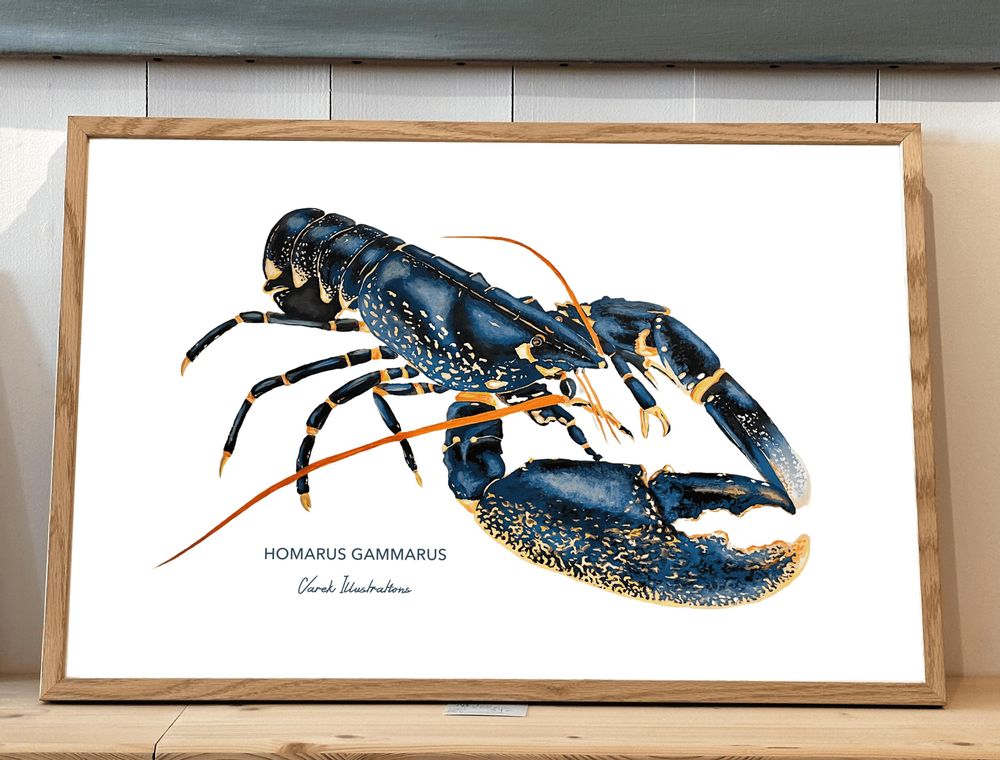 Affiches - Affiche Le Homard - Reproduction sur papier d'art - VAREK ILLUSTRATIONS