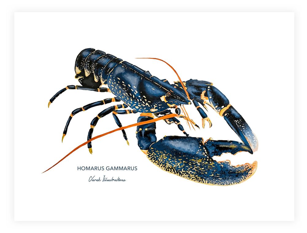 Affiches - Affiche Le Homard - Reproduction sur papier d'art - VAREK ILLUSTRATIONS