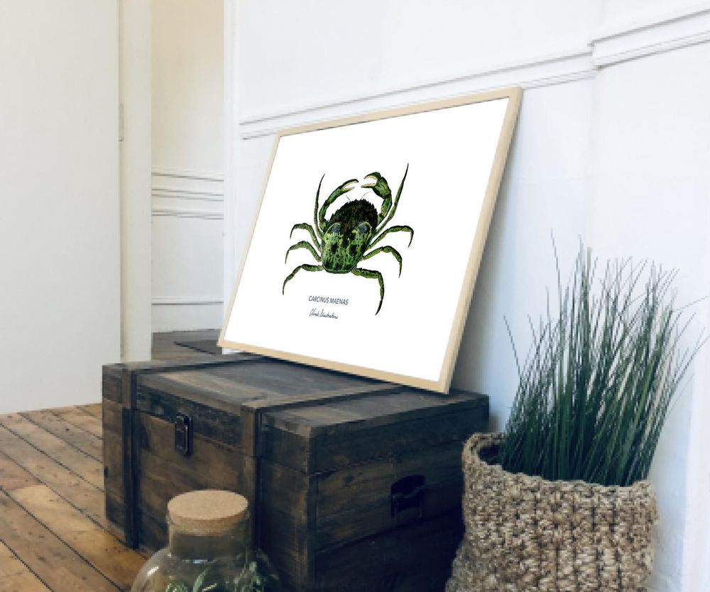 Affiches - Affiche le Crabe Vert - Reproduction sur papier d'Art - VAREK ILLUSTRATIONS