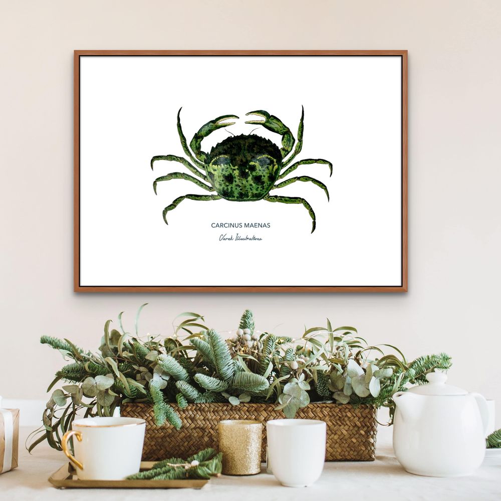 Affiches - Affiche le Crabe Vert - Reproduction sur papier d'Art - VAREK ILLUSTRATIONS