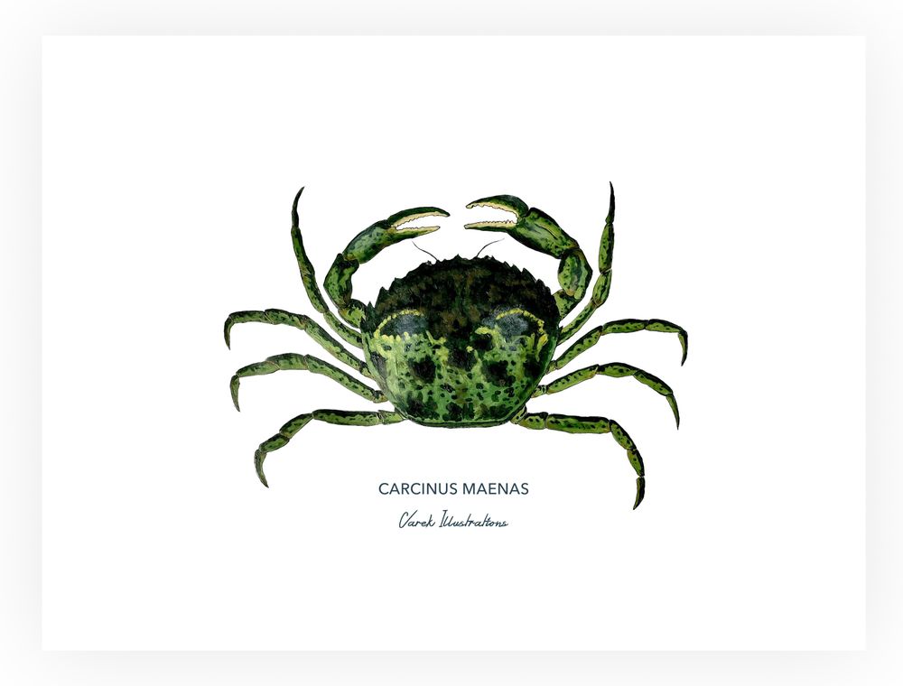 Affiches - Affiche le Crabe Vert - Reproduction sur papier d'Art - VAREK ILLUSTRATIONS