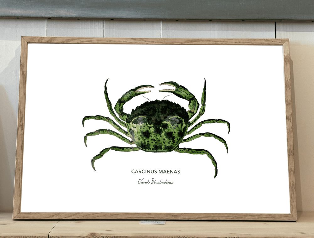 Affiches - Affiche le Crabe Vert - Reproduction sur papier d'Art - VAREK ILLUSTRATIONS