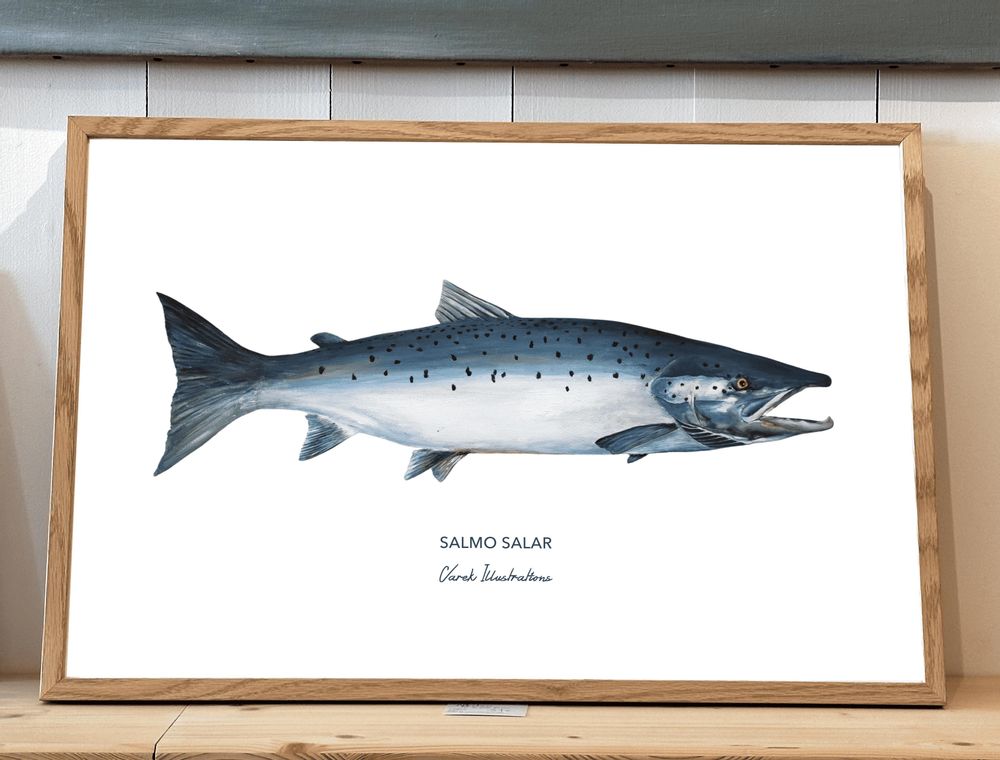 Affiches - Affiche Le Saumon Atlantique - Reproduction sur papier d'art - VAREK ILLUSTRATIONS
