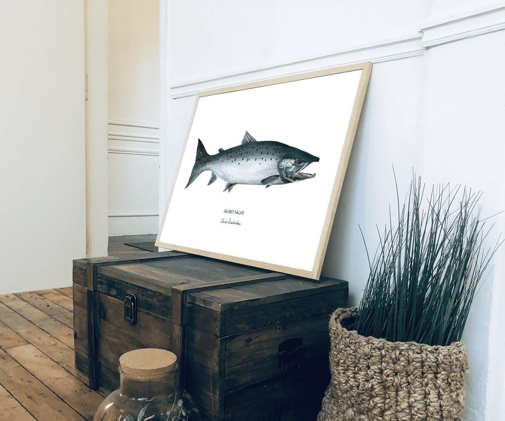 Affiches - Affiche Le Saumon Atlantique - Reproduction sur papier d'art - VAREK ILLUSTRATIONS