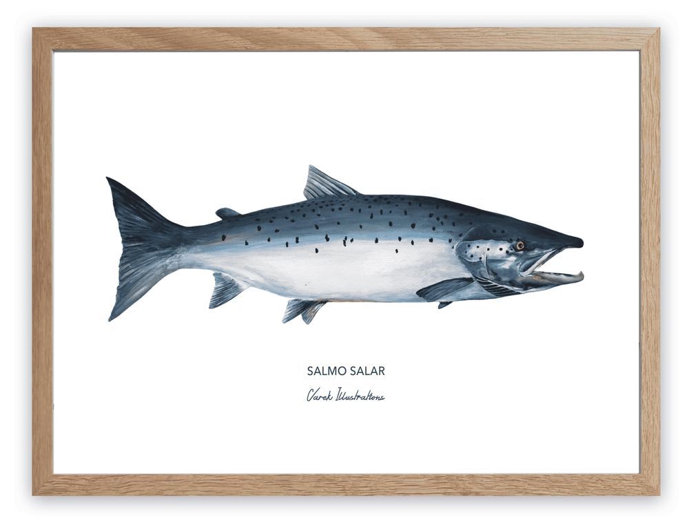 Affiches - Affiche Le Saumon Atlantique - Reproduction sur papier d'art - VAREK ILLUSTRATIONS