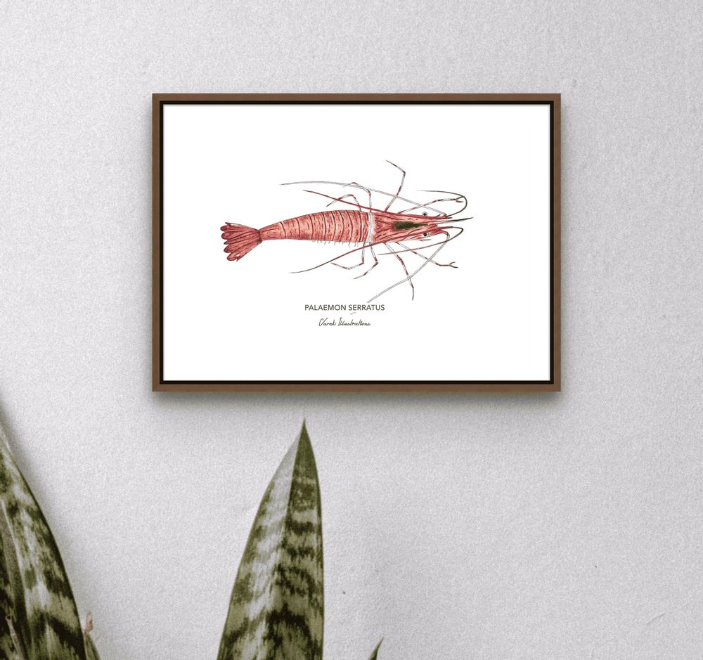 Poster - The Shrimp poster - Reproduction on art paper - VAREK ILLUSTRATIONS