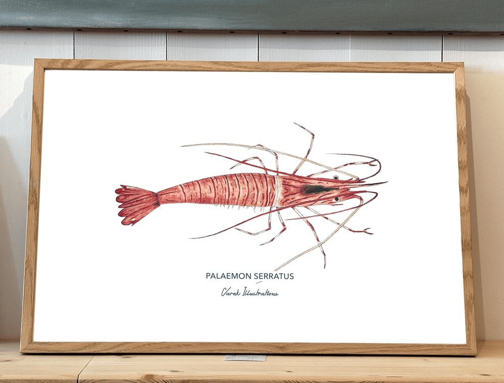 Poster - The Shrimp poster - Reproduction on art paper - VAREK ILLUSTRATIONS