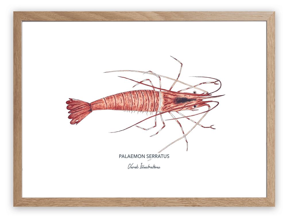 Poster - The Shrimp poster - Reproduction on art paper - VAREK ILLUSTRATIONS