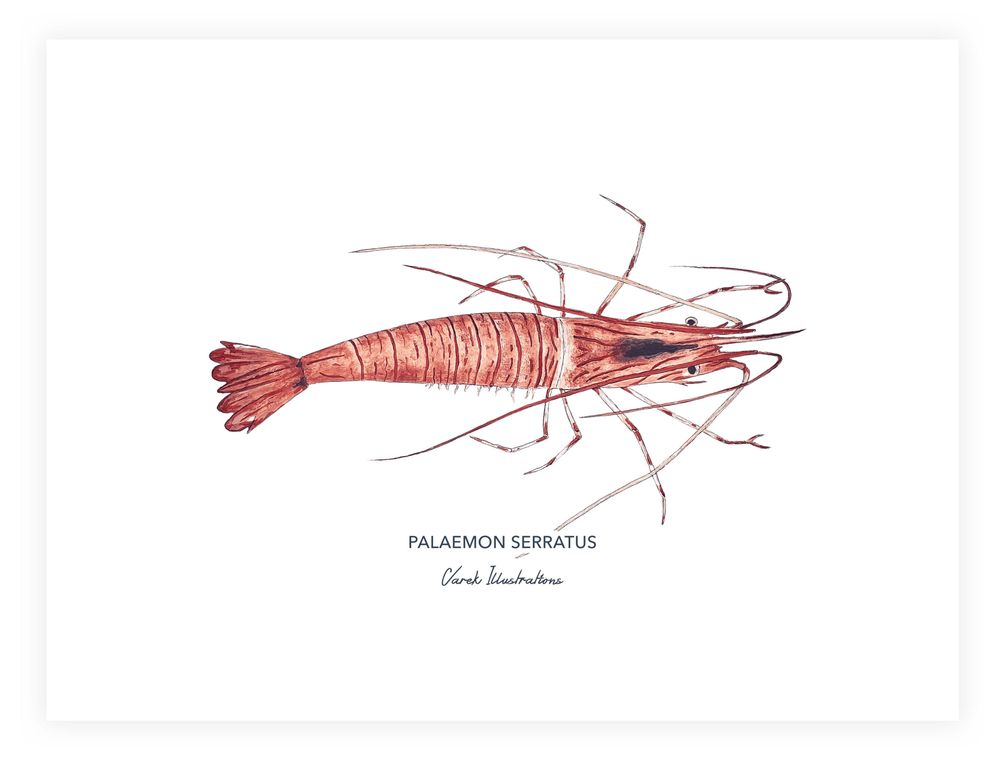 Poster - The Shrimp poster - Reproduction on art paper - VAREK ILLUSTRATIONS