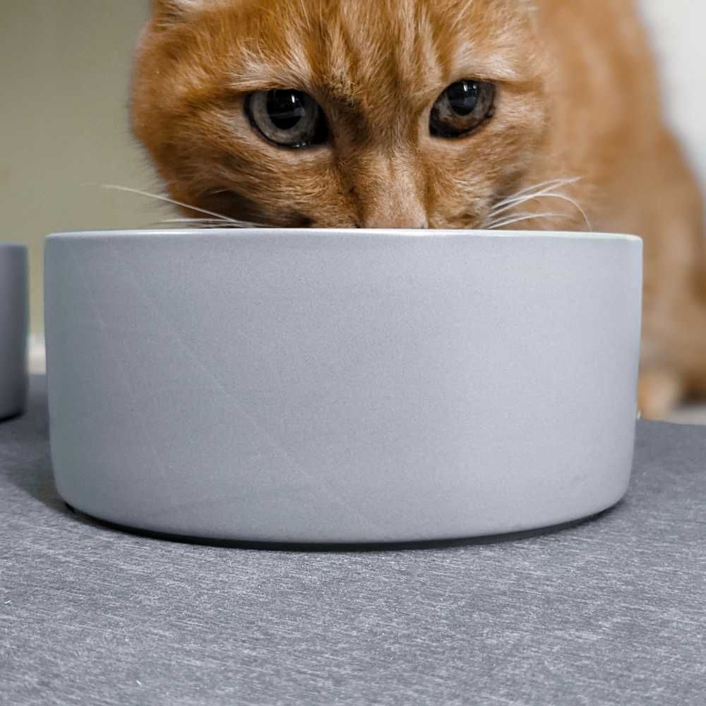 Outdoor decorative accessories - CERAMIC BOWL for gray round cat dogs - OSNA