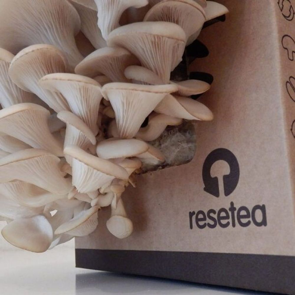 Cadeaux - Kit de auto-culture de délicieux champignons - RESETEA