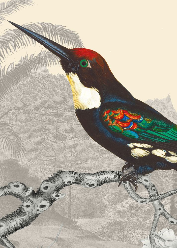 Office design and planning - Emerald Jacamar illustration - PARADISIO IMAGINARIUM