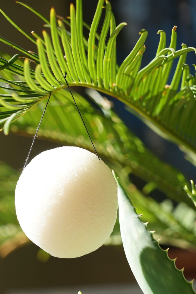 Cosmétiques - EPONGE DE KONJAC BIOLOGIQUE NATURELLE - EN BOÎTE - KARAWAN AUTHENTIC