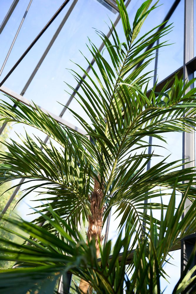 Floral decoration - Artificial trees and plants - Phoenix Roebelenii palm - SILK-KA BV
