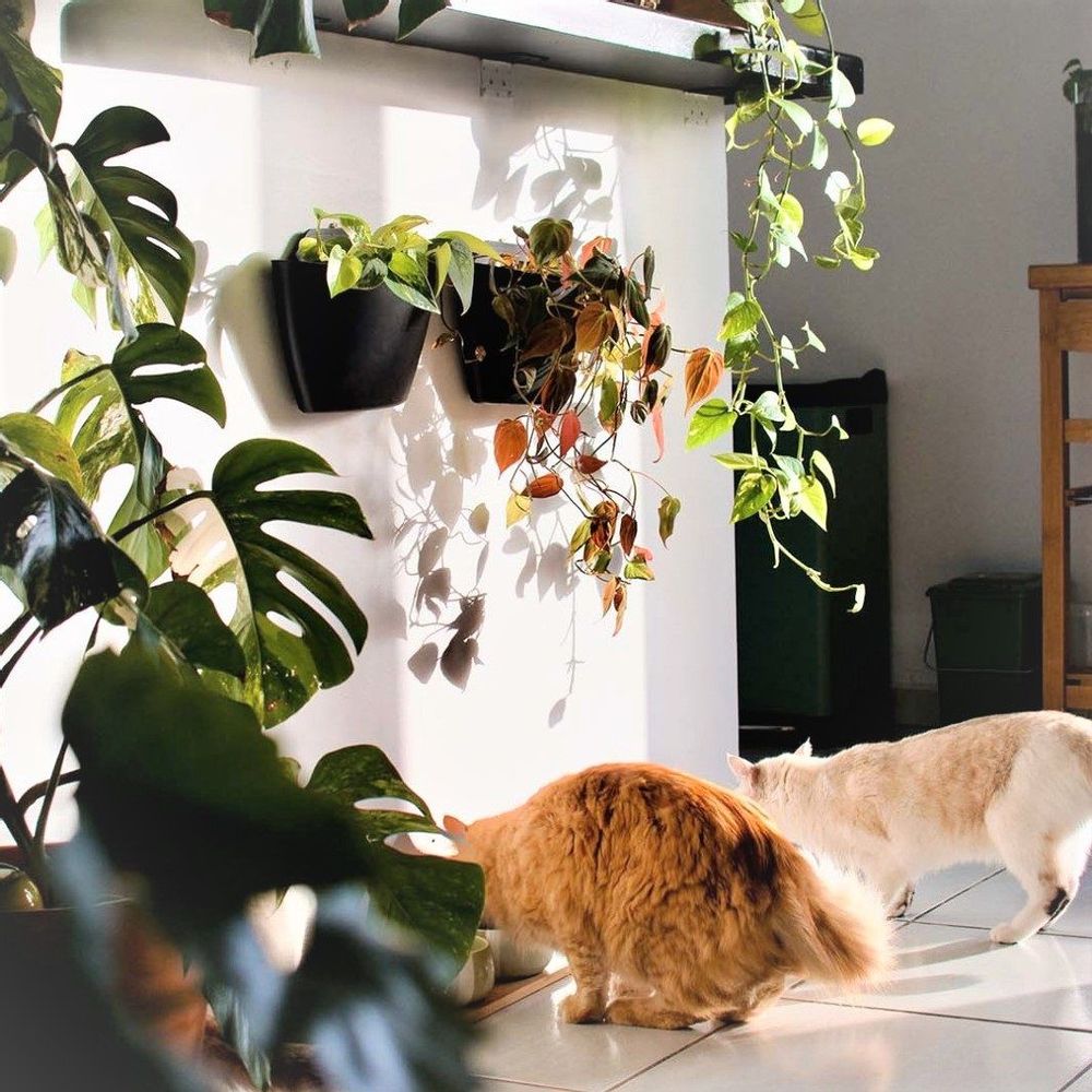 Décorations florales - Pots muraux avec arrosage auto - CITYSENS