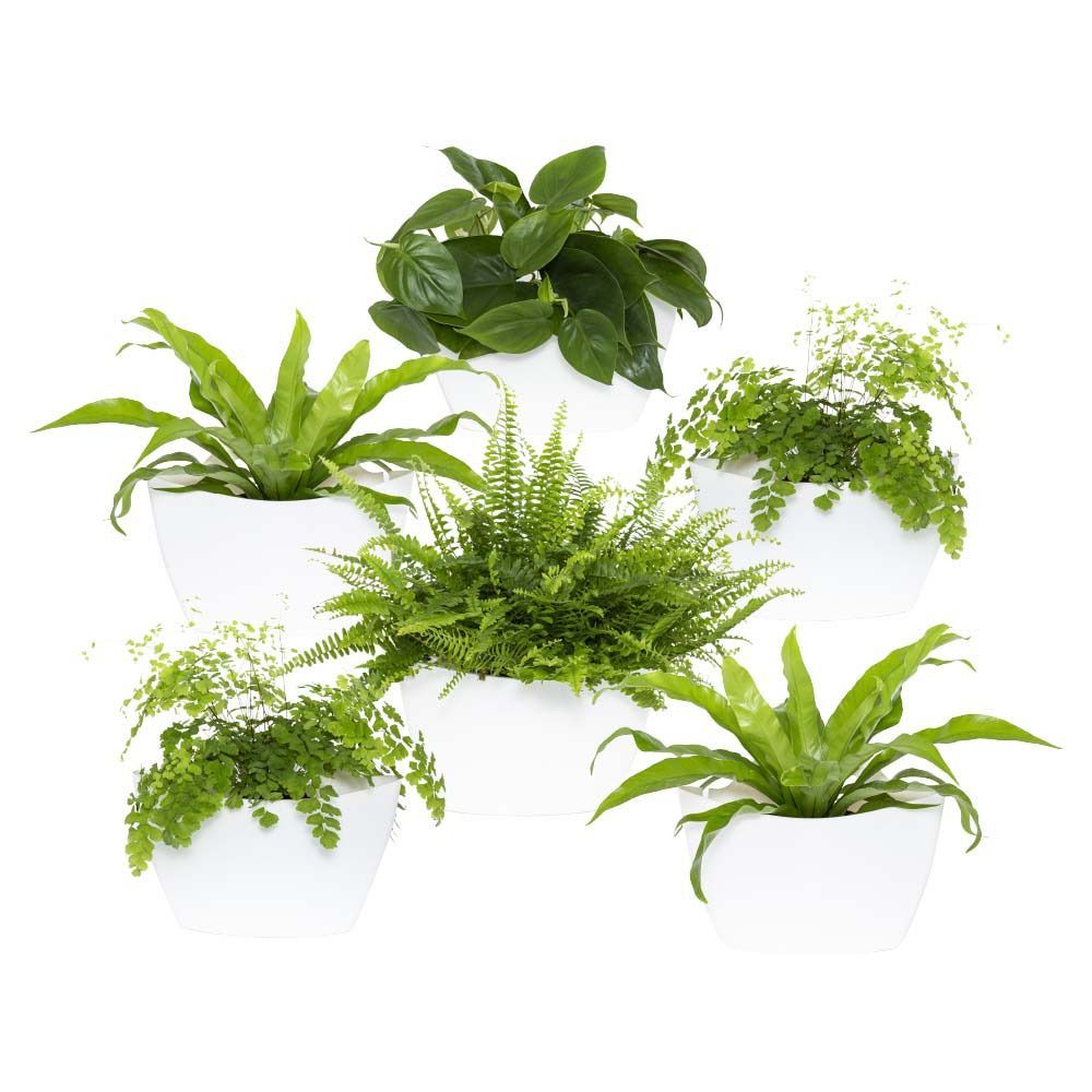 Décorations florales - Pots muraux avec arrosage auto - CITYSENS
