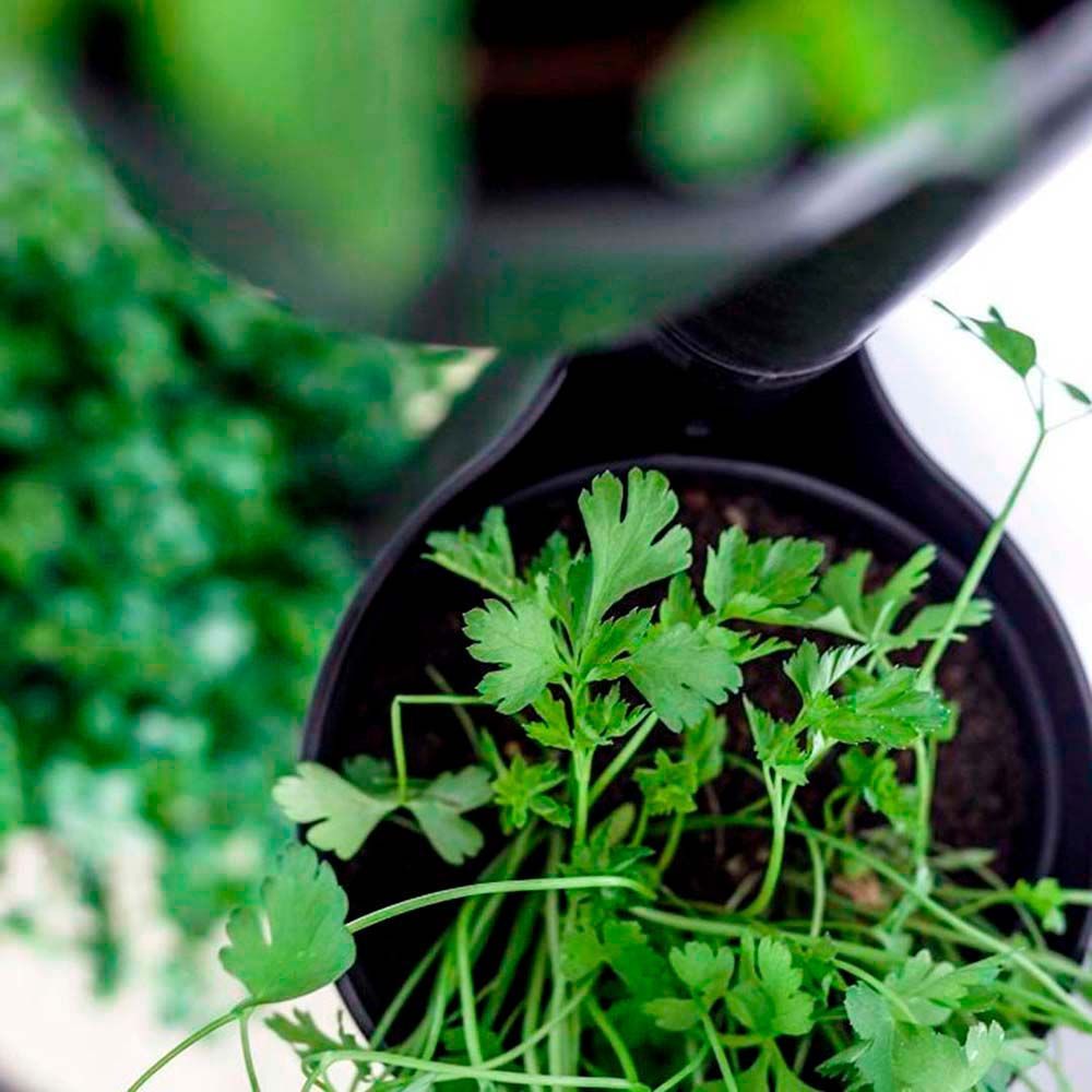 Kitchens furniture - CitySens Vertical indoor kitchen garden - CITYSENS
