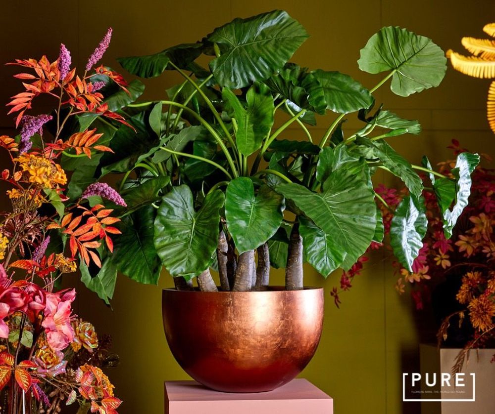 Floral decoration - PURE Alocasia Calidora Plant - PURE BY JASACO