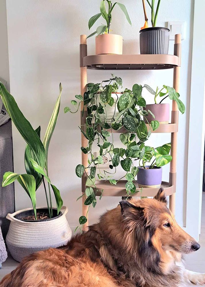 Etagères - Étagère Pour Plantes - 4 Plateaux - CITYSENS