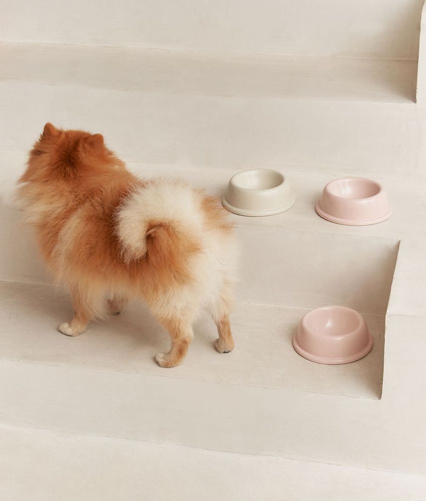 Accessoires animaux - Handmade in Portugal Ceramic Dog Bowl, Bole - CAFIDE PETS S.L.