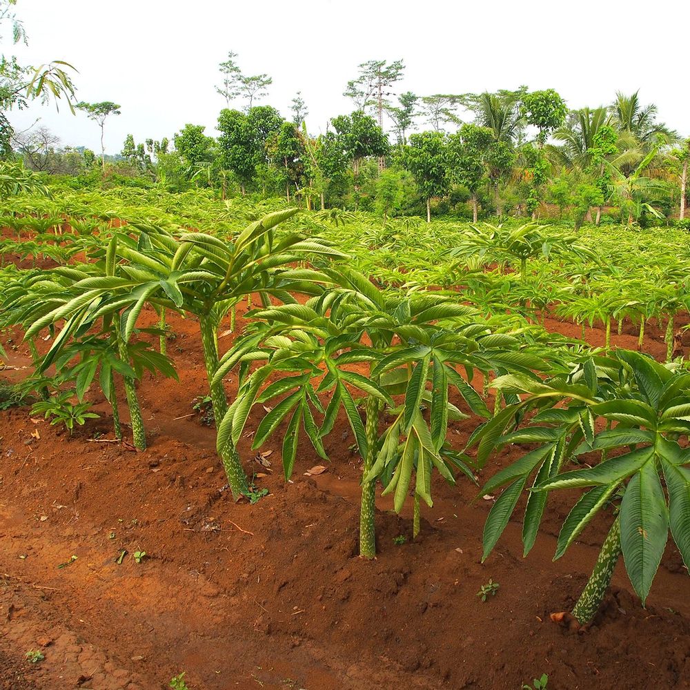 Cosmétiques - EPONGE KONJAC BIOLOGIQUE ENRICHIE À L'ALOE VERA - EN BOITE - KARAWAN AUTHENTIC