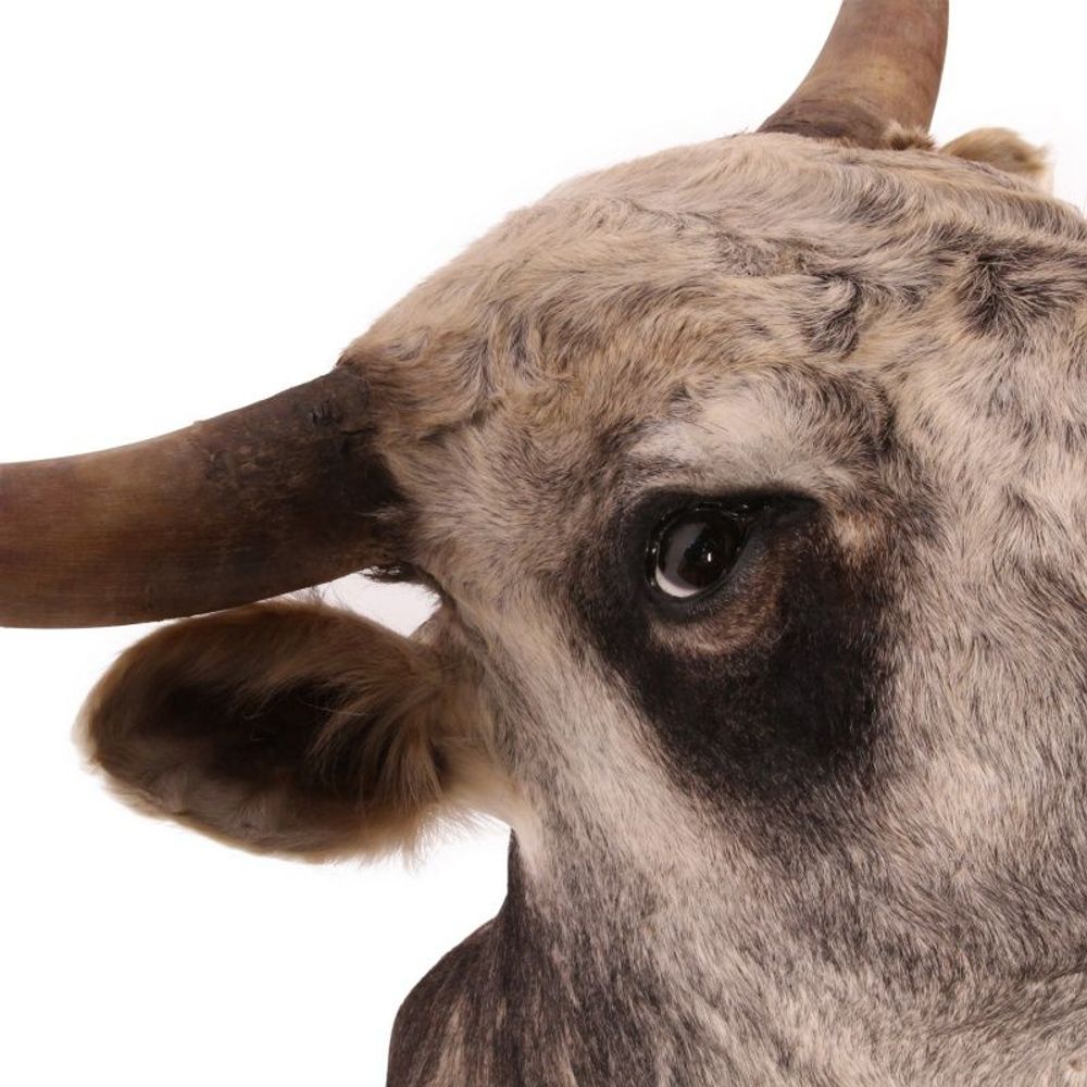 Objets de décoration - Taureau des steppes hongroises de taxidermie - BAROQUE COLLECTION - DUTCH STYLE