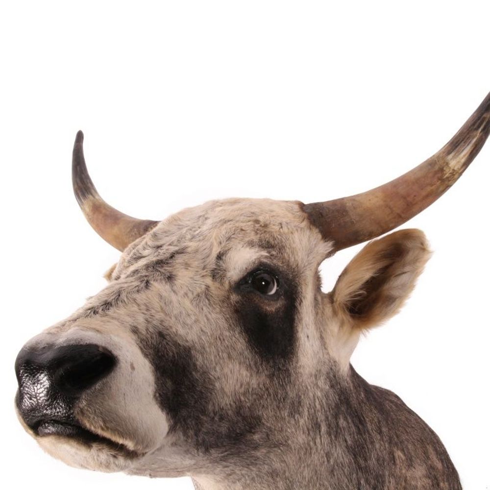 Objets de décoration - Taureau des steppes hongroises de taxidermie - BAROQUE COLLECTION - DUTCH STYLE