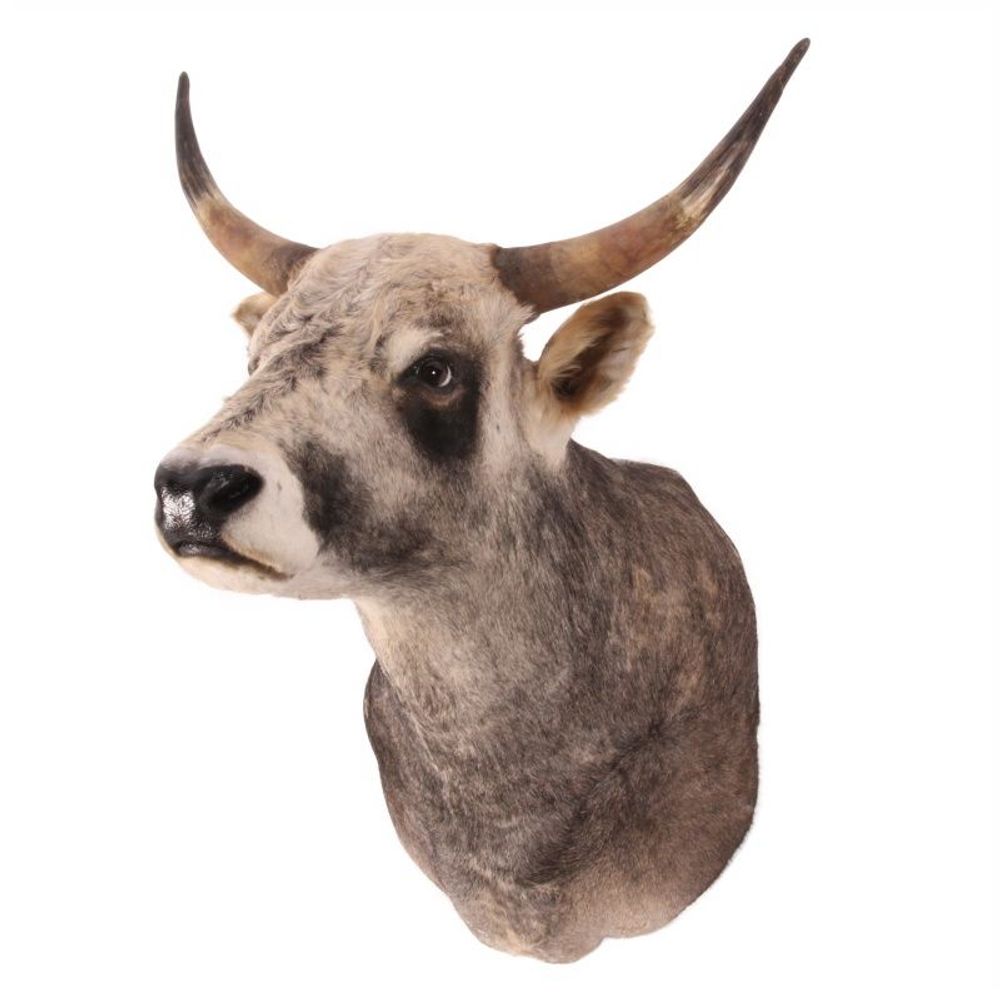 Objets de décoration - Taureau des steppes hongroises de taxidermie - BAROQUE COLLECTION - DUTCH STYLE