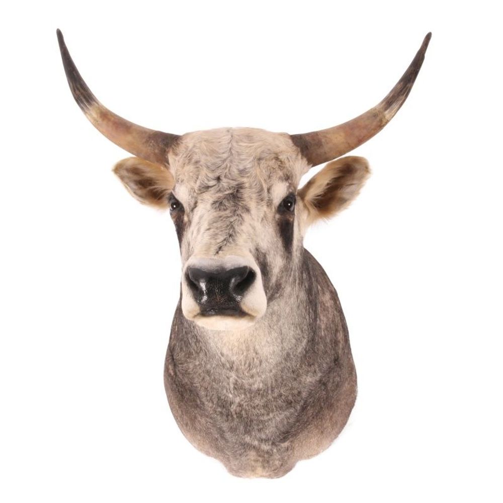 Objets de décoration - Taureau des steppes hongroises de taxidermie - BAROQUE COLLECTION - DUTCH STYLE