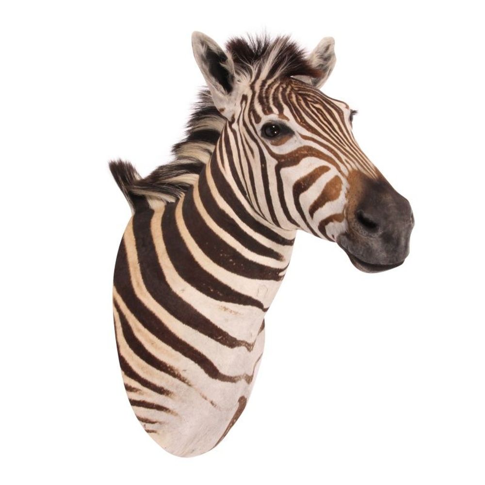 Objets de décoration - Tête de taxidermie Zèbre 90 cm - BAROQUE COLLECTION - DUTCH STYLE
