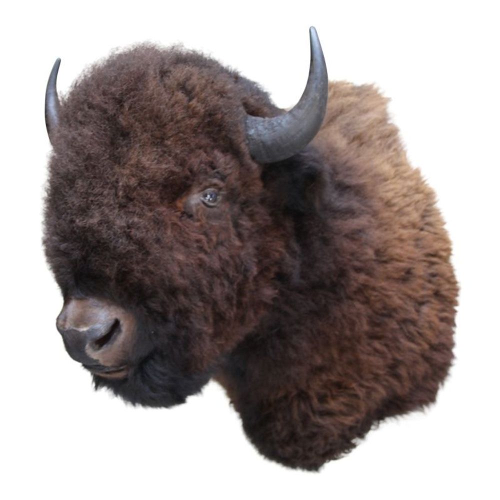 Decorative objects - Bison XXL - BAROQUE COLLECTION - DUTCH STYLE