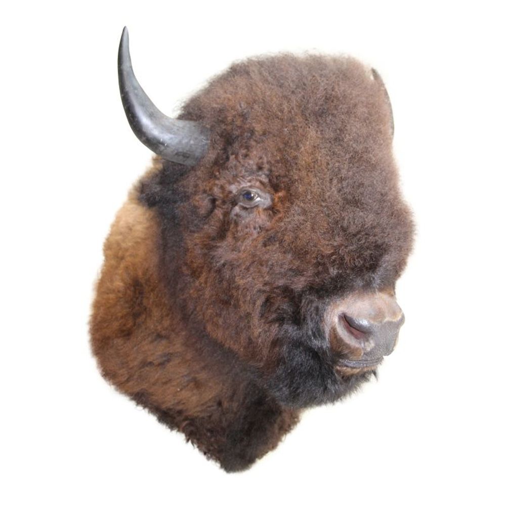 Decorative objects - Bison XXL - BAROQUE COLLECTION - DUTCH STYLE