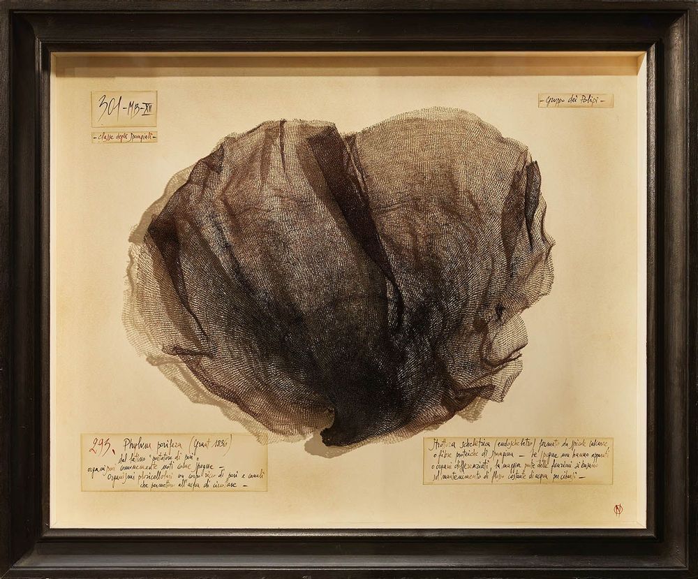 Objets de décoration - La chambre des merveilles - OFFICINA NATURALIS