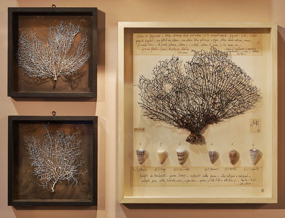 Objets de décoration - La chambre des merveilles - OFFICINA NATURALIS