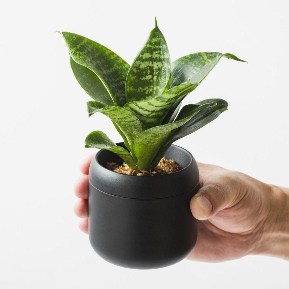 Vases - PLANT POT HACHI - FUJITA KINZOKU