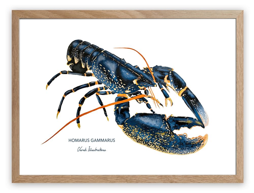 Affiches - Affiche Le Homard - Reproduction sur papier d'art - VAREK ILLUSTRATIONS