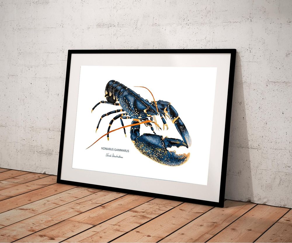 Affiches - Affiche Le Homard - Reproduction sur papier d'art - VAREK ILLUSTRATIONS
