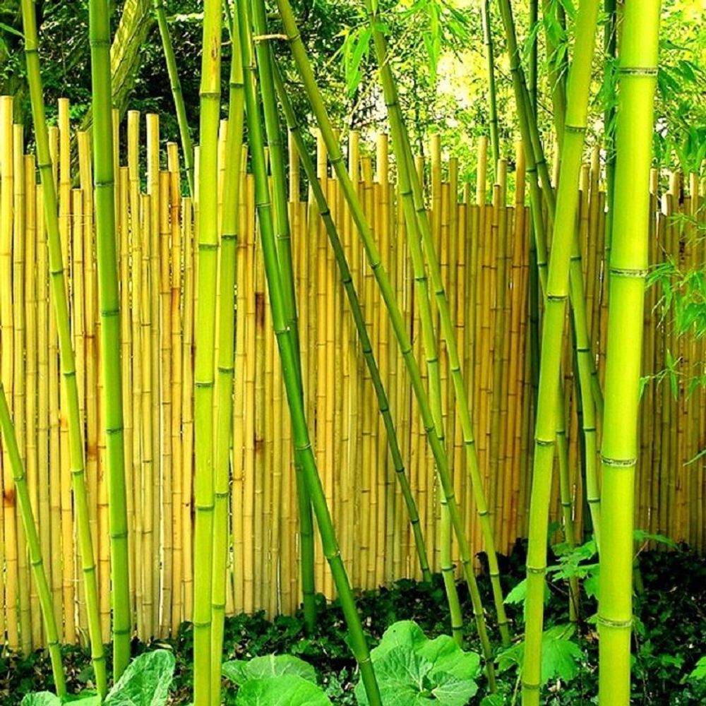 Outdoor decorative accessories - Natural bamboo fence from the Japanese range Ref: 5-JF - BAMBOULAND
