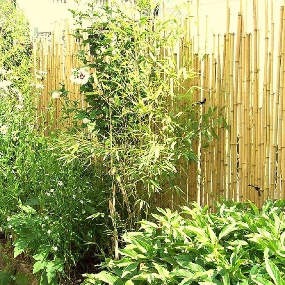 Outdoor decorative accessories - Bamboo fence, windbreak from the Sauvage Range - Ref: 2-WF - BAMBOULAND