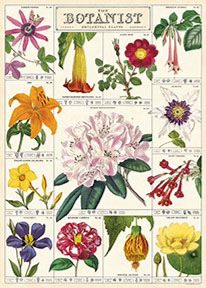 Affiches - Affiches Cavallini - CAVALLINI PAPER & CO.