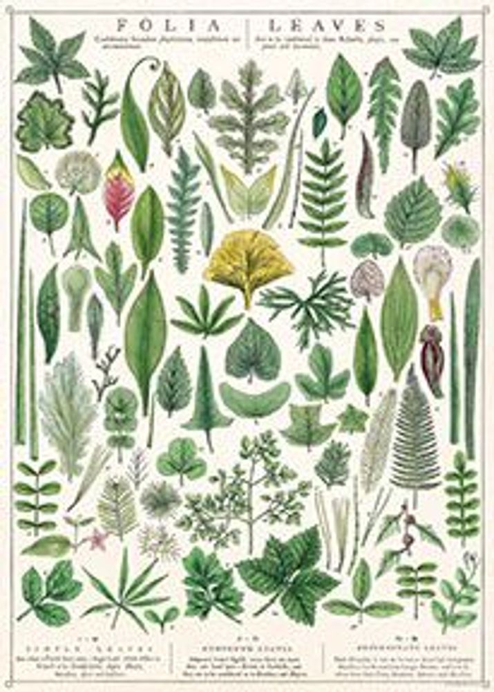 Affiches - Affiches Cavallini - CAVALLINI PAPER & CO.