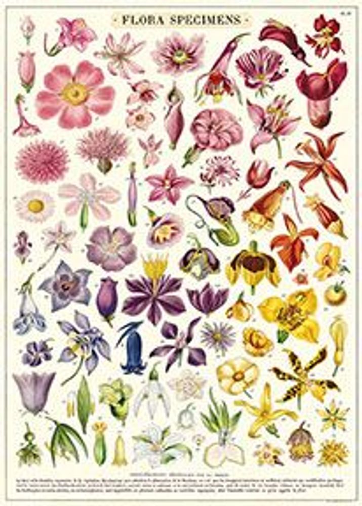 Affiches - Affiches Cavallini - CAVALLINI PAPER & CO.