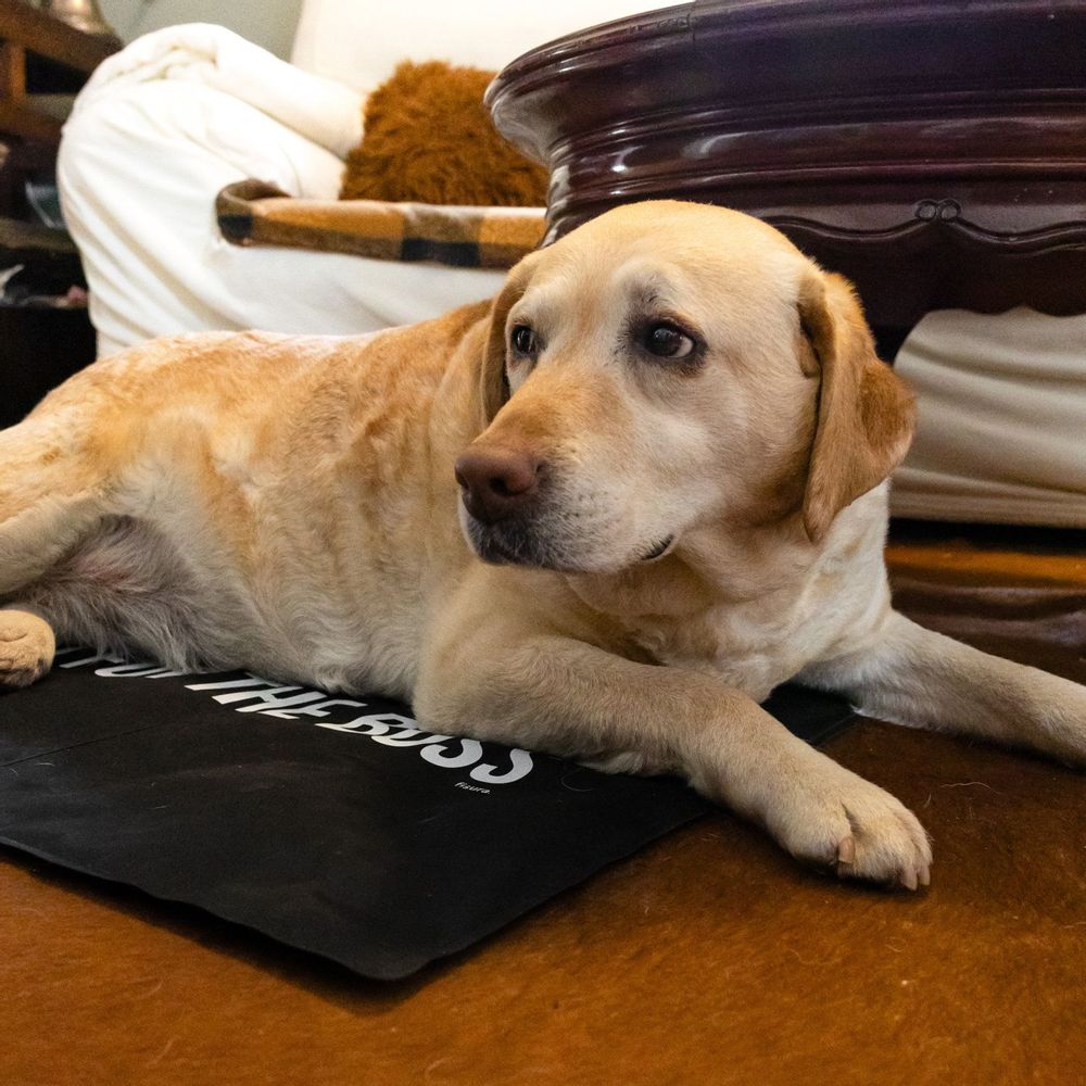 Contemporary carpets - Feeder mat - FISURA