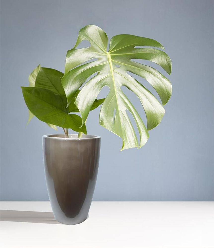 Vases - SEIVA - VASO VITA - VASES ORNEMENTAUX (DECORATIFS)