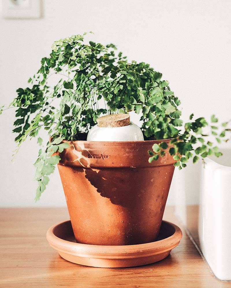 Accessoires de jardinage - Olla Hydratante - Blanc grainé - PEPIN