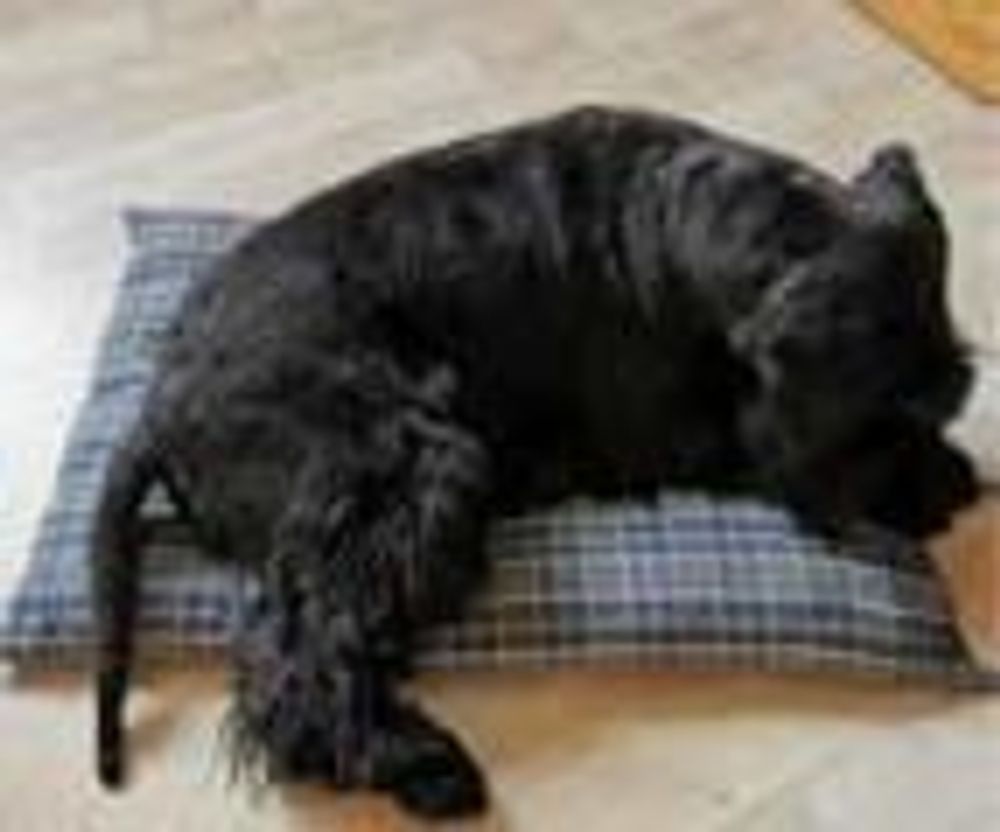 Pet accessories - DOG BANDANA AND MAT - KELSCH D' ALSACE  IN SEEBACH